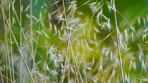 Folhas Em Caules De Plantas