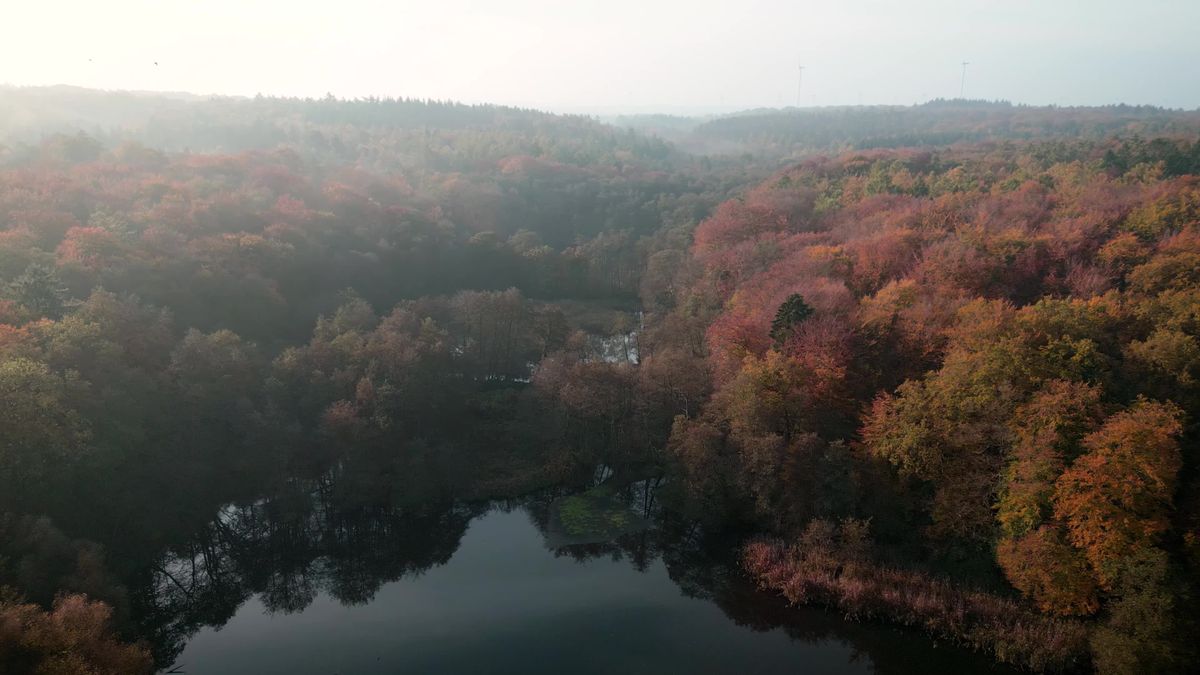 Forest With Water Videos, Download The BEST Free 4k Stock Video Footage ...