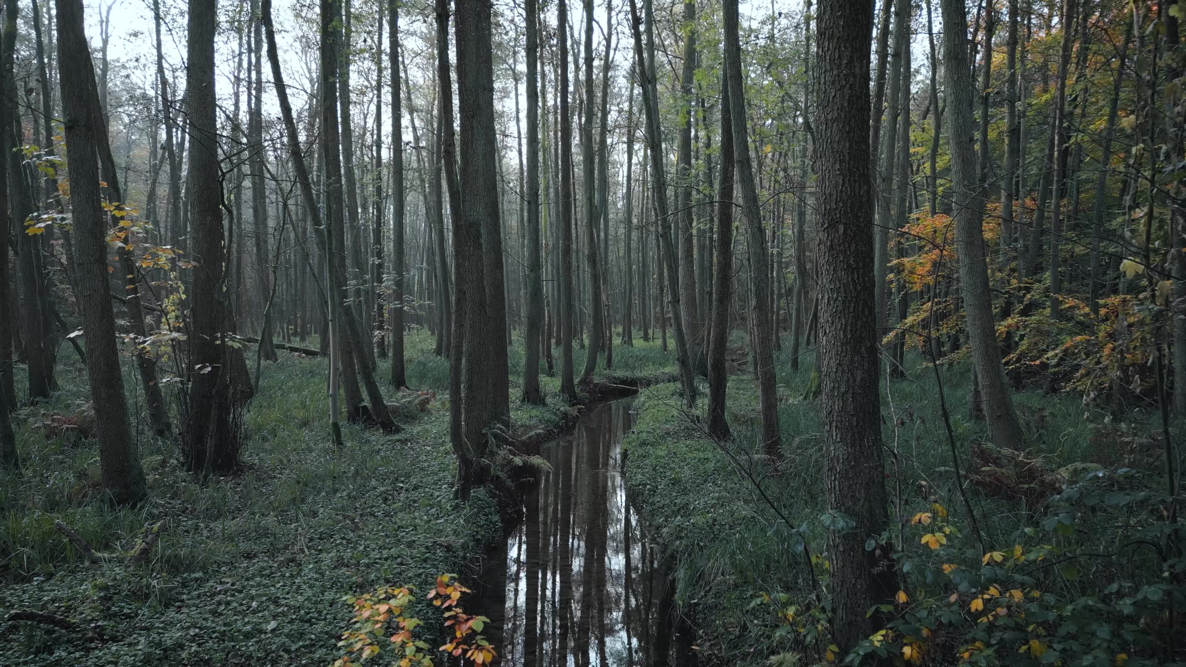 Serene Autumn Forest with Flowing Creek Free Stock Video Footage ...