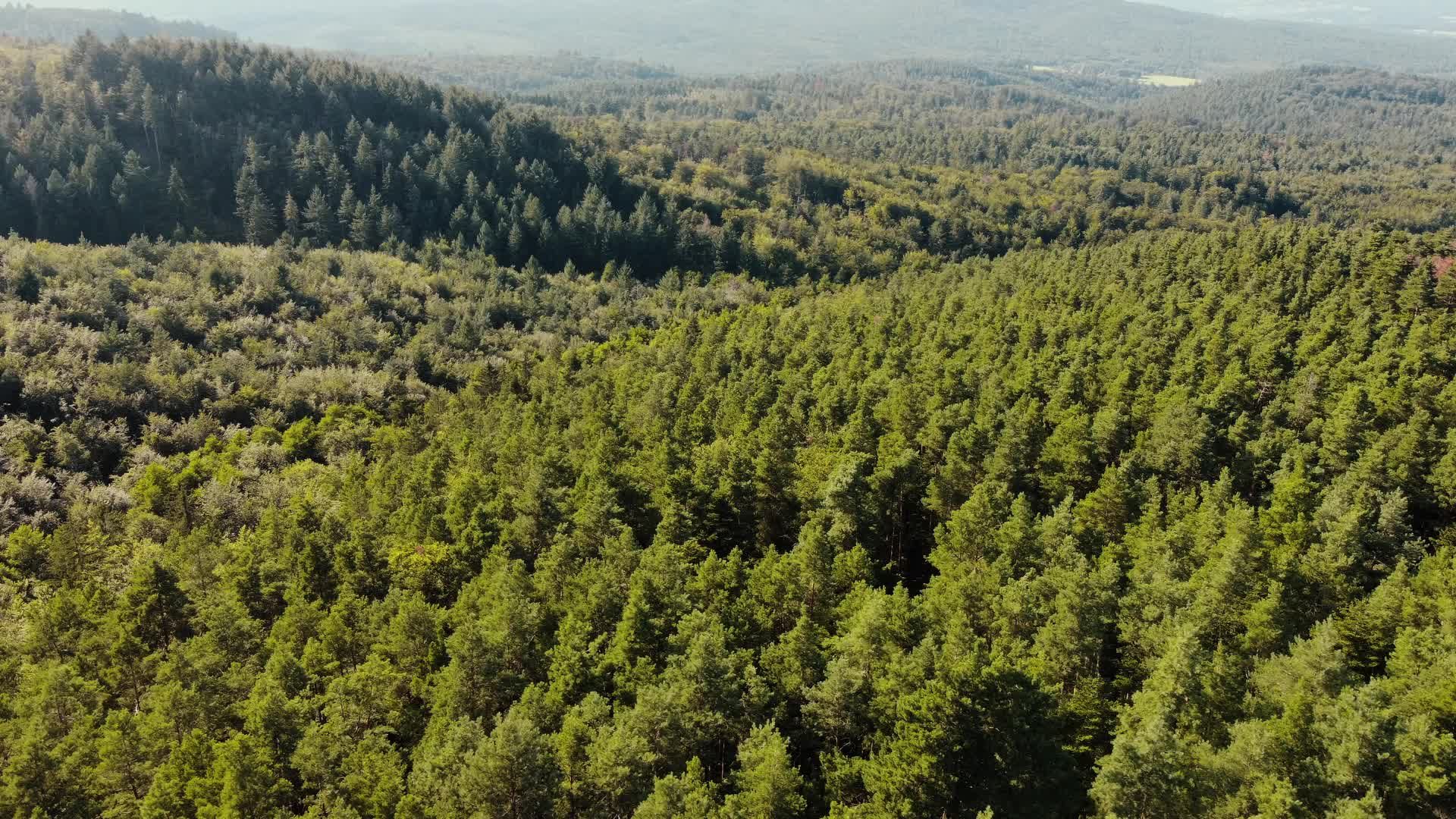 Drone Aerial View of Lush Green Forest Free Stock Video Footage ...
