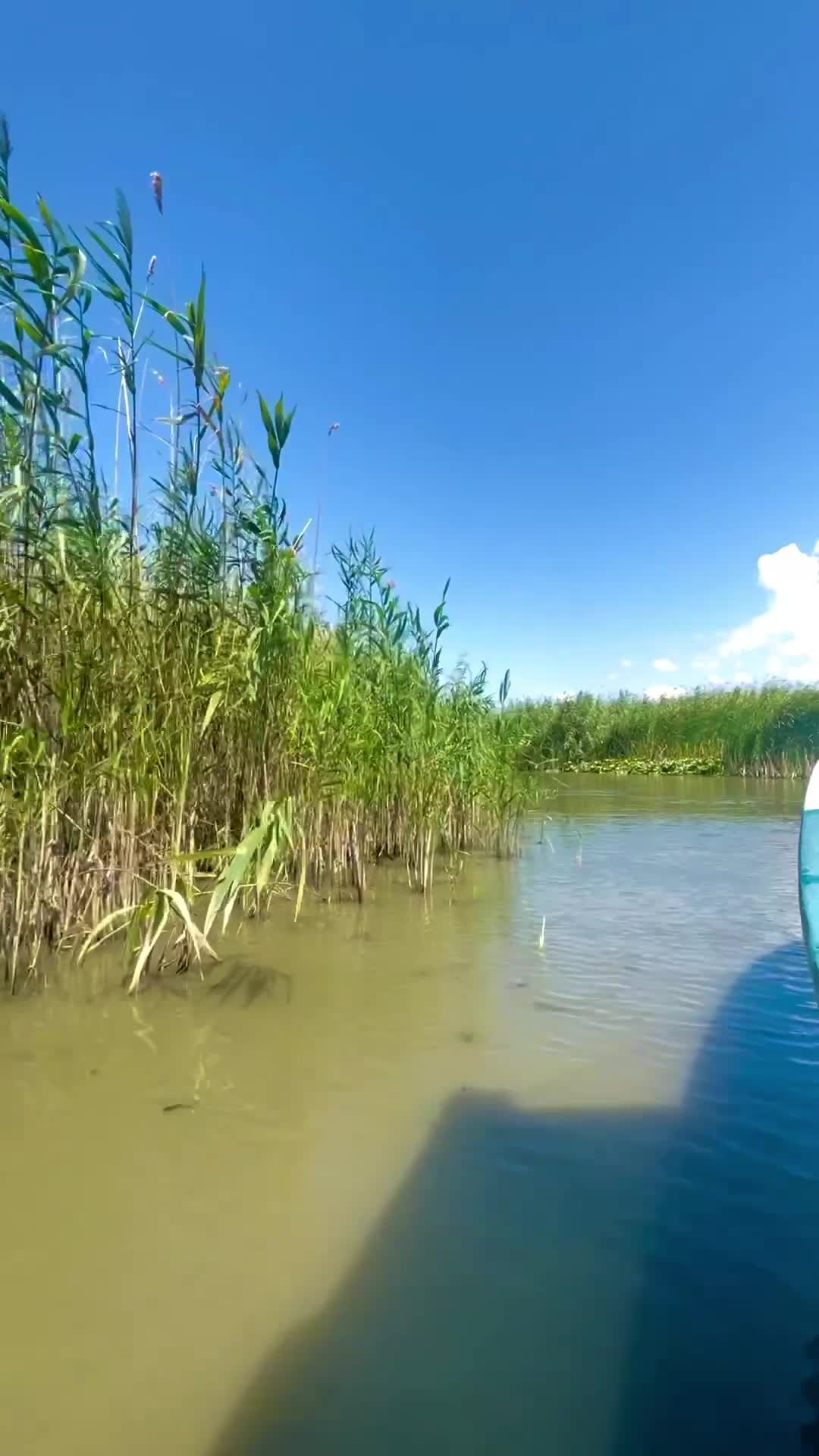 Serene Boat Ride through Lush Reeds in Nature Free Stock Video Footage ...