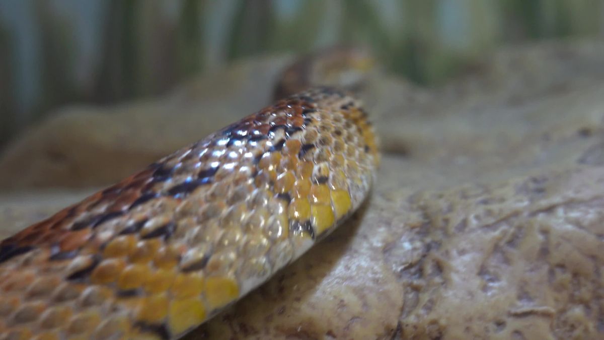 Snake Animation Cgi Animated Snake Videos, Download The BEST Free 4k Stock Video Footage ...