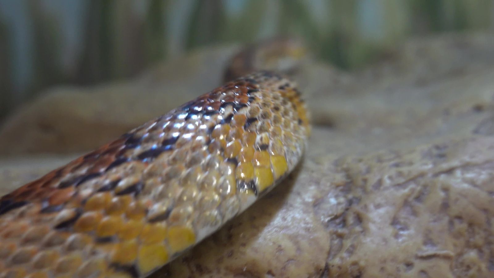 Snake Hd Animation Animated Snake Videos, Download The BEST Free 4k Stock Video Footage ...
