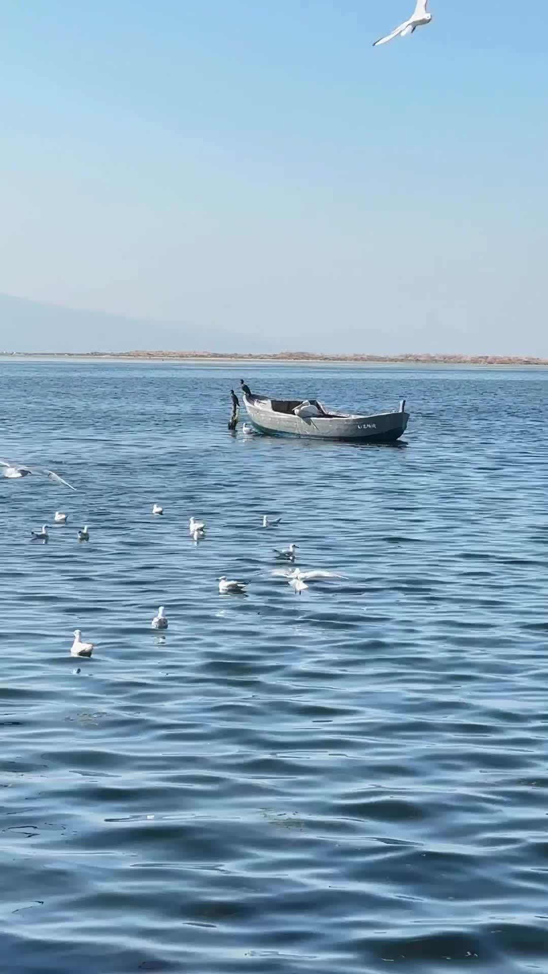 Paisaje Marino Sereno Con Aves Y Bote De Remos · Vídeo de stock gratuito