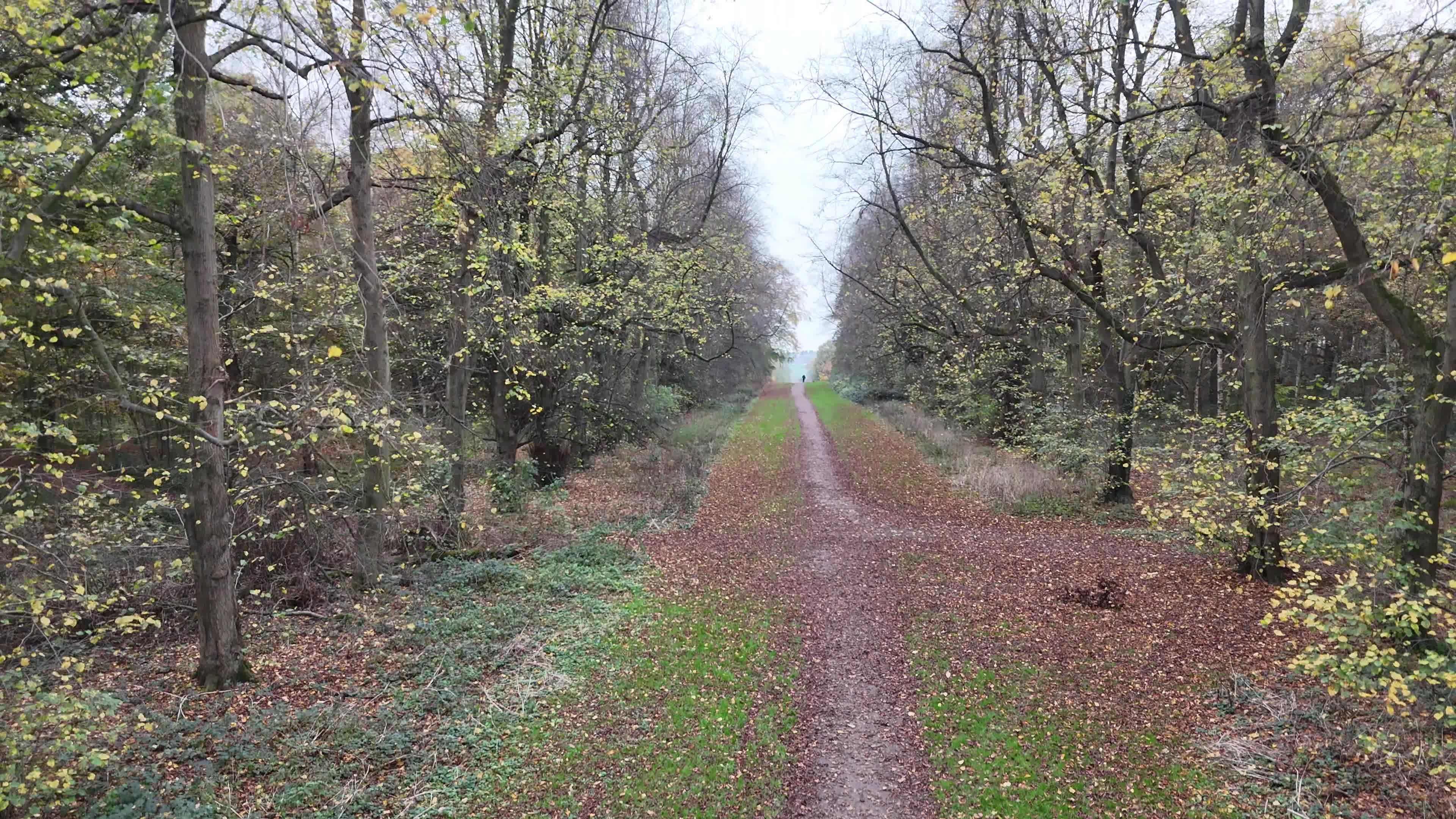 Panoramic Tree Videos, Download The BEST Free 4k Stock Video Footage ...