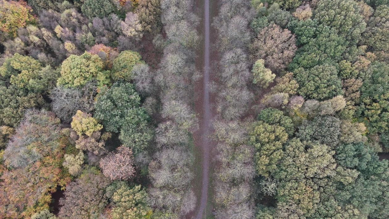 Aerial View of Vibrant Autumn Forest Pathway Free Stock Video Footage ...