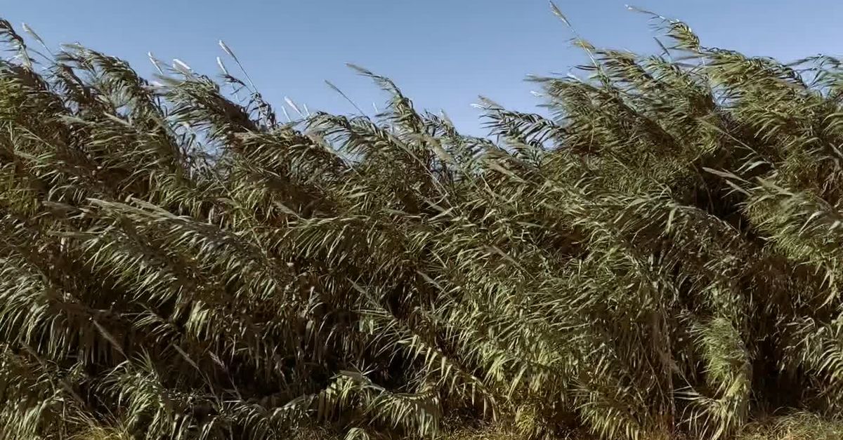 Wind Through Reeds Wind Blowing Through Wild Reeds Near Railway Free Stock Video Footage ...