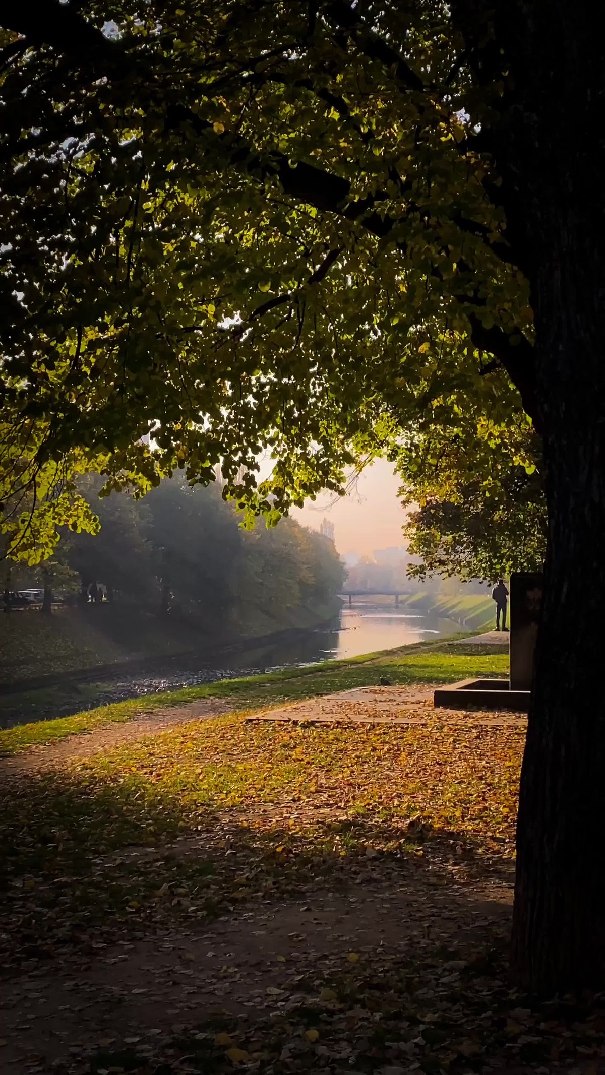 Peaceful Autumn Walkway Lined with Trees Free Stock Video Footage ...