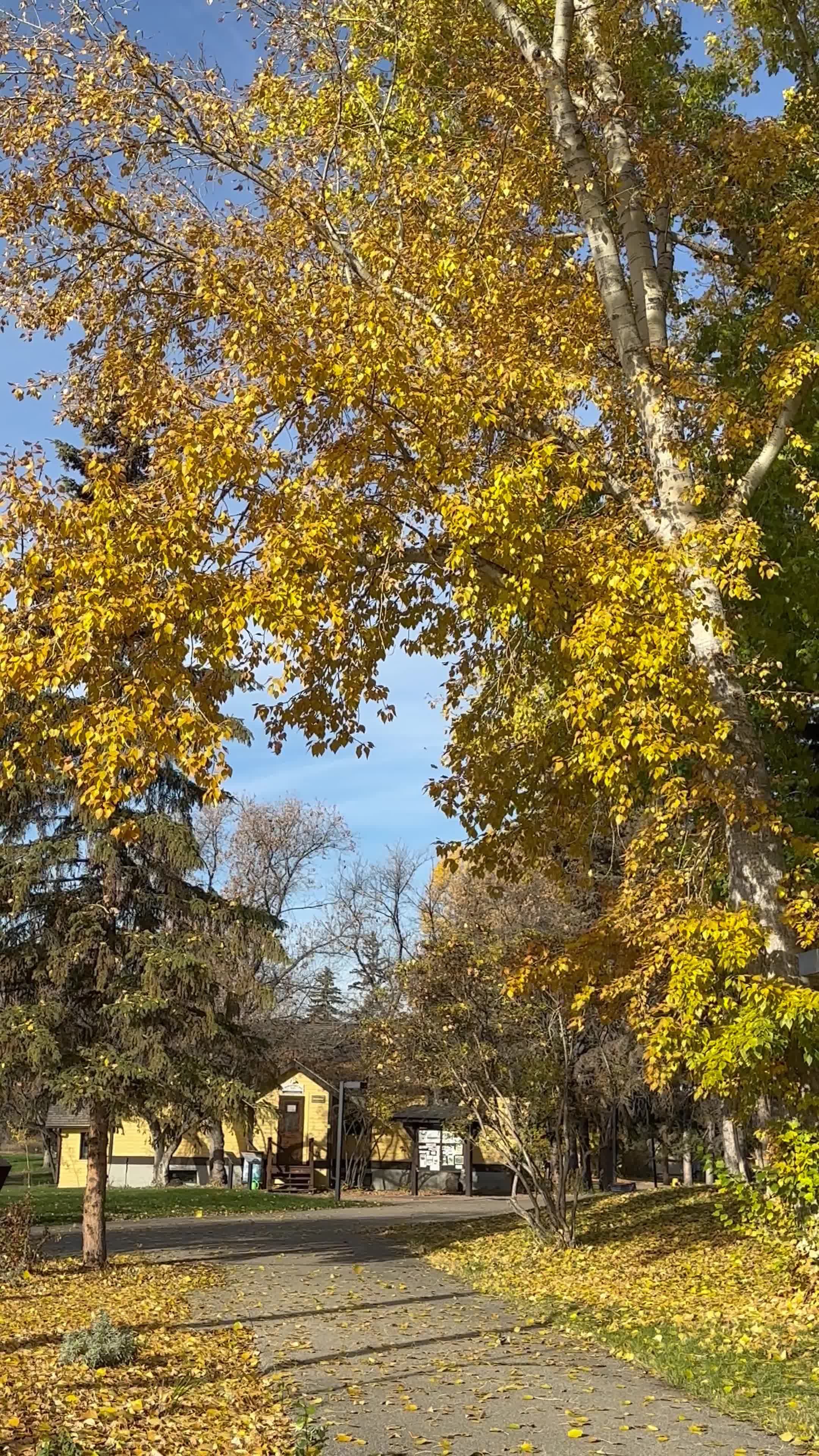 Golden Autumn Leaves in Sunlit Park Scene Free Stock Video Footage ...