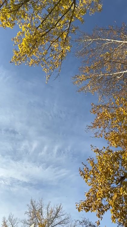 Golden Autumn Leaves against Blue Sky Free Stock Video Footage, Royalty ...