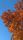 autumn background