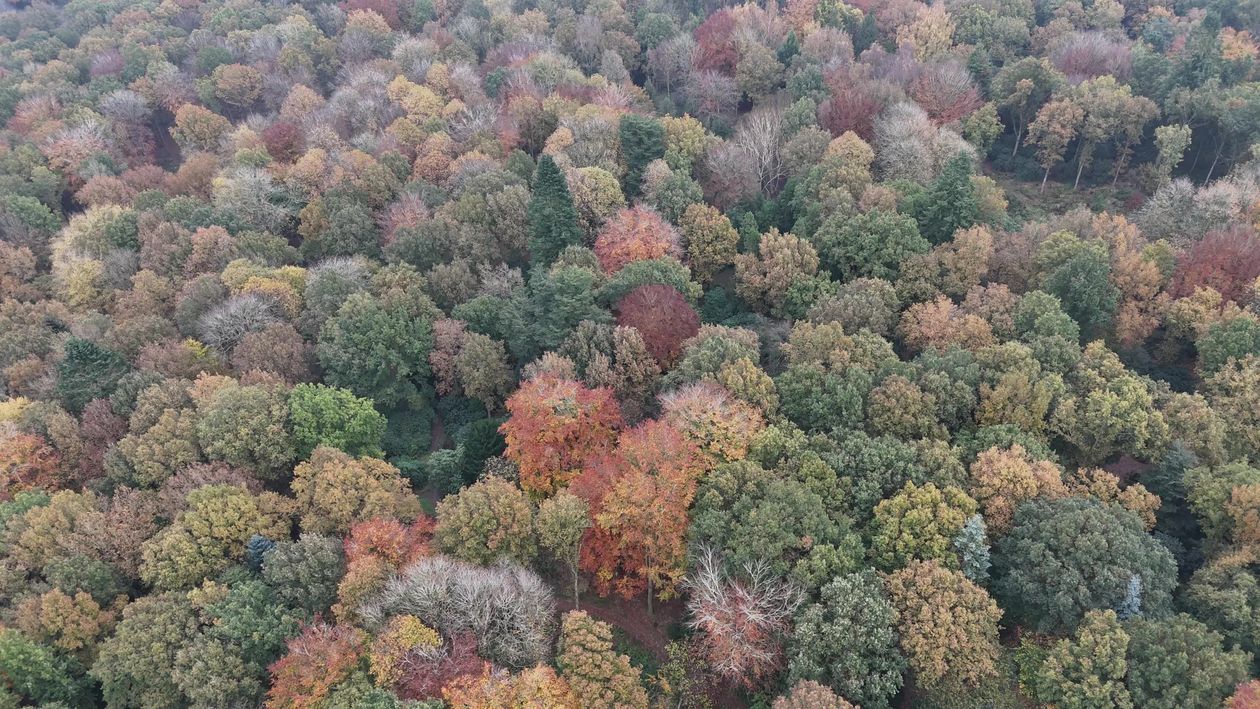 Autumn Forest Aerial View in Vibrant Fall Colors Free Stock Video ...