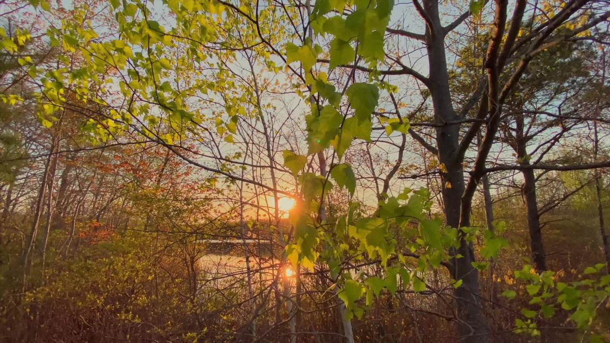 Serene Lake Reflection at Sunrise Free Stock Video Footage, Royalty ...