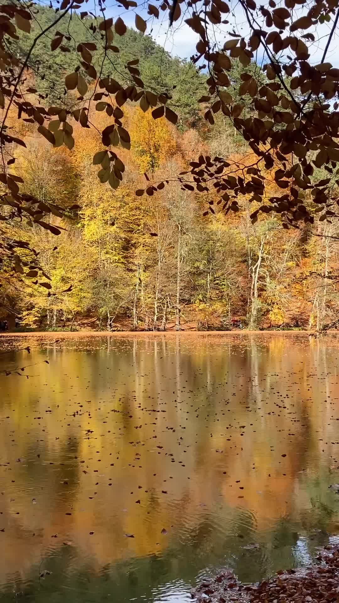 Tranquil Autumn Reflection at Bolu Lake Free Stock Video Footage ...
