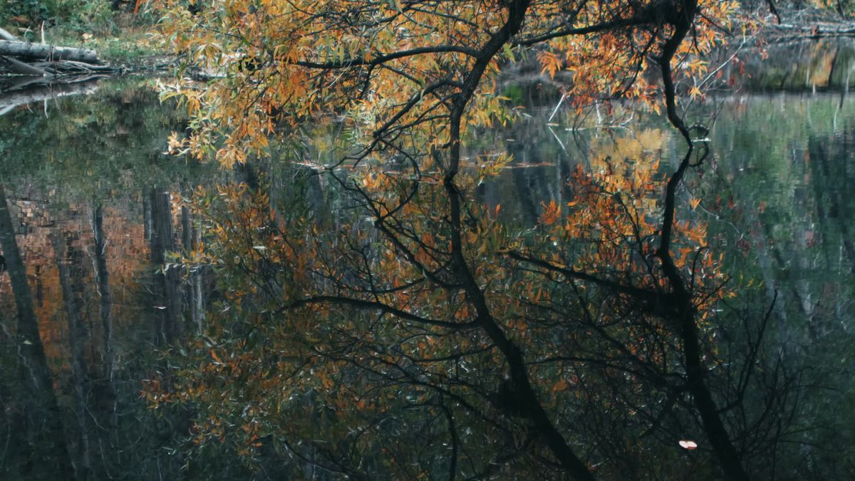 Serene Autumn Foliage Overlooking Tranquil Lake Free Stock Video ...