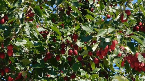 Manzano Con Abundancia De Frutos