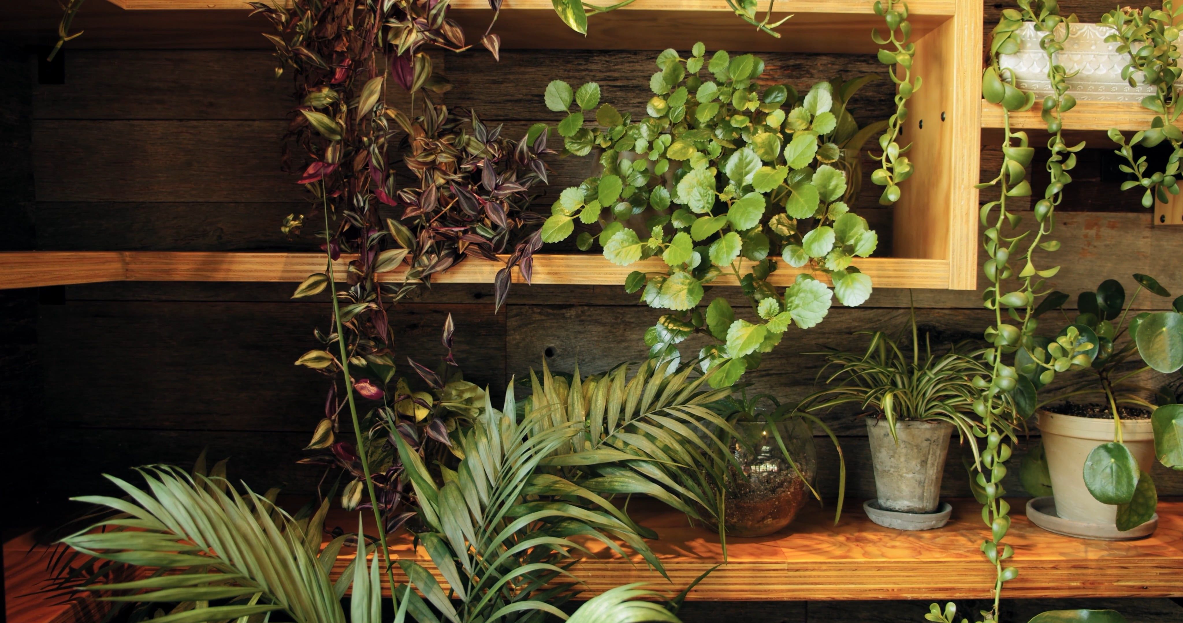 Potted Plants Arranged In A Wooden Shelves Free Stock Video Footage ...