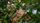 tree leaves