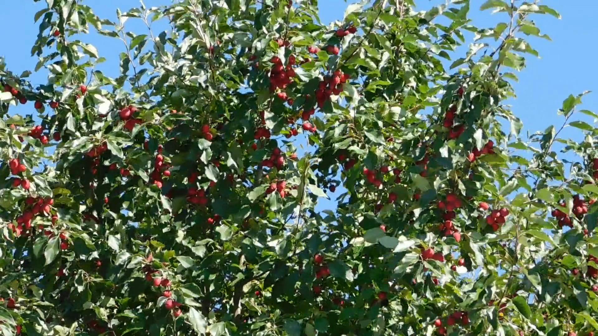 Trees Bearing Red Fruits · Free Stock Video