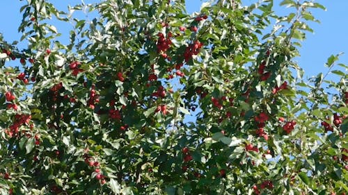 Trees Bearing Red Fruits