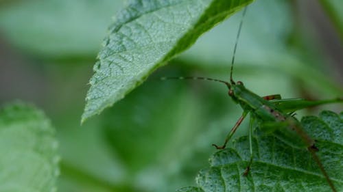 Compilación De Videos De Diferentes Tipos De Actividades De Insectos