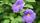 purple flower