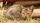 sleeping cat