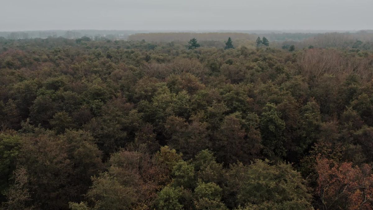 Majestic Aerial View of Autumn Forest Canopy Free Stock Video Footage ...