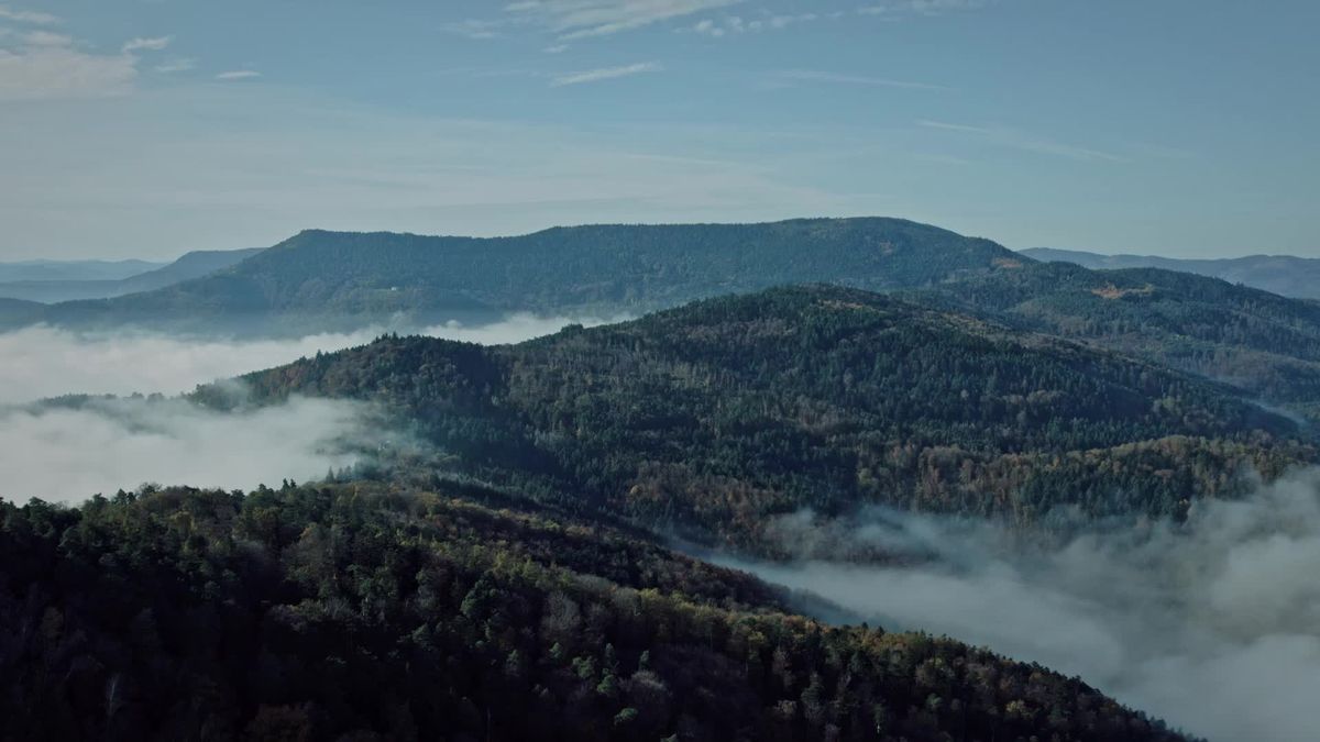 Aerial View of Misty Forest in Autumn Free Stock Video Footage, Royalty ...