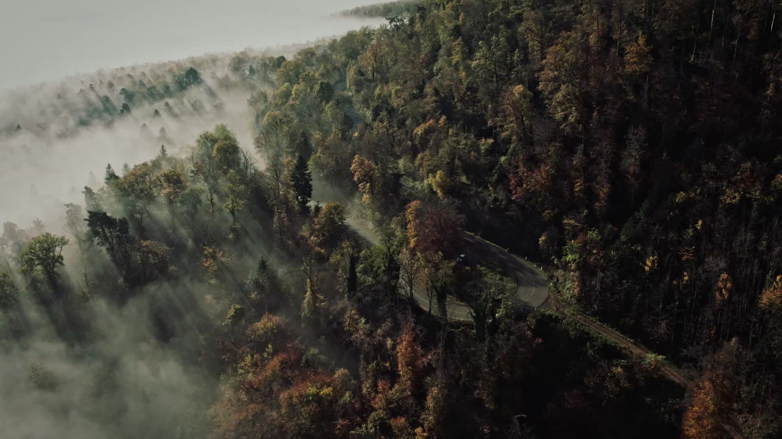 Aerial View of Misty Autumn Forest Landscape Free Stock Video Footage ...