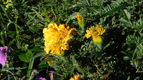 緑の植物の中で咲く花