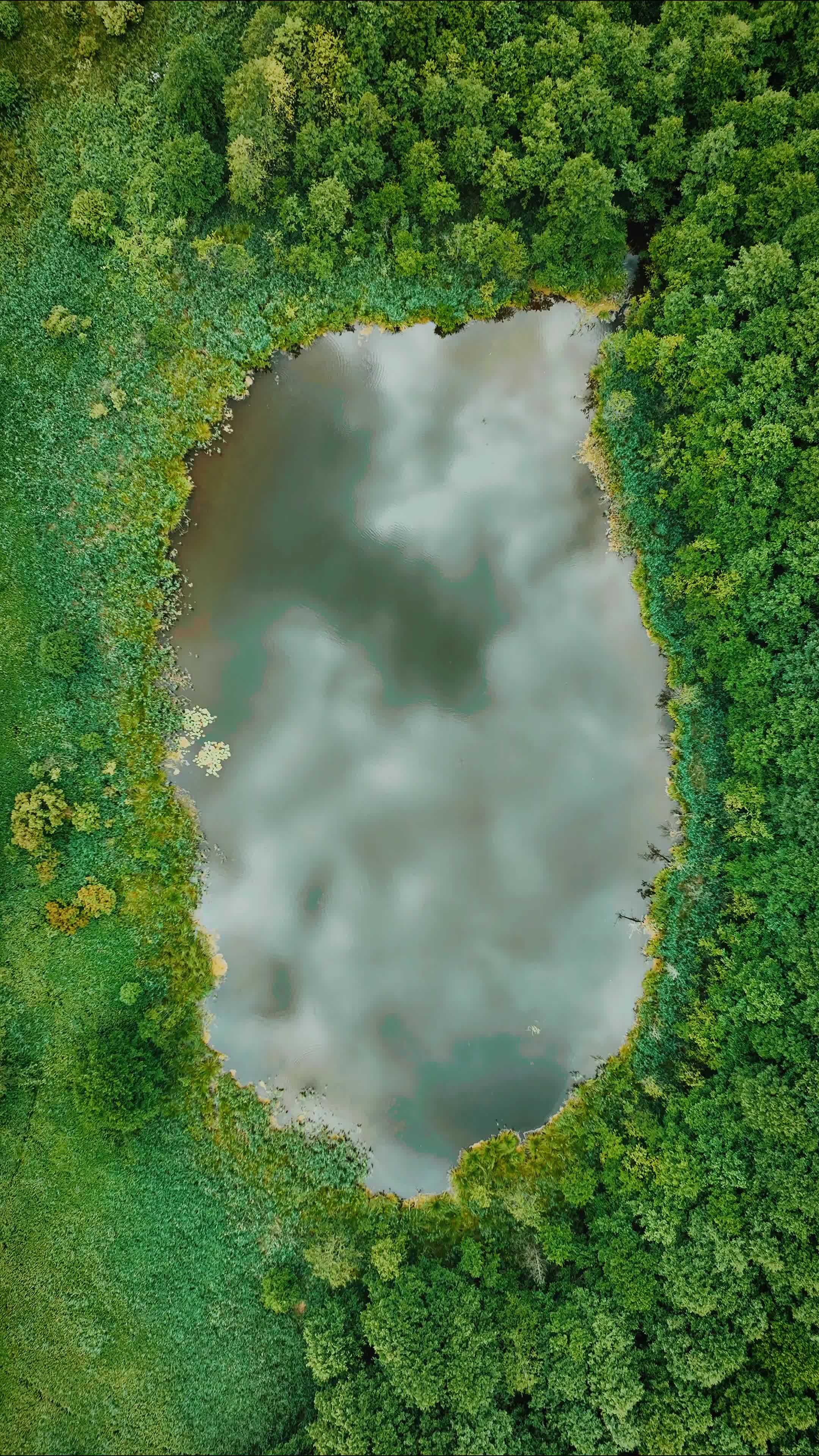 Aerial View of Serene Forest Lake in Summer Free Stock Video Footage ...