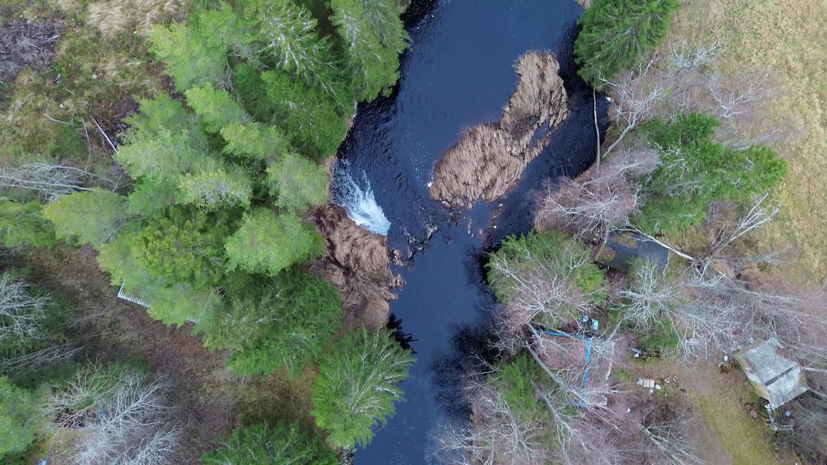 Drone Aerial View of Forest and River Landscape Free Stock Video ...