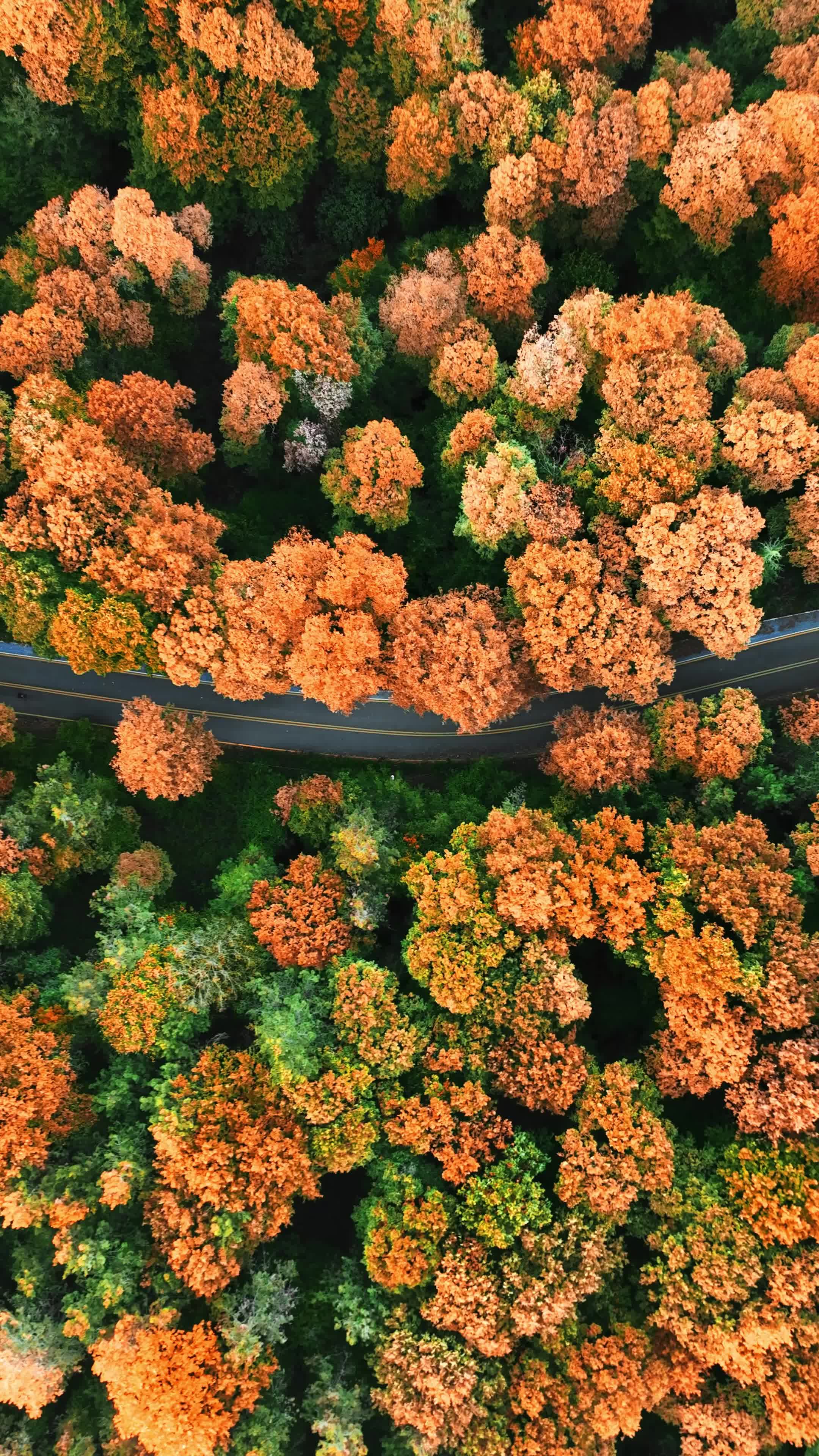 aerial view of vibrant autumn forest road 29453991 — free pexels stock footage