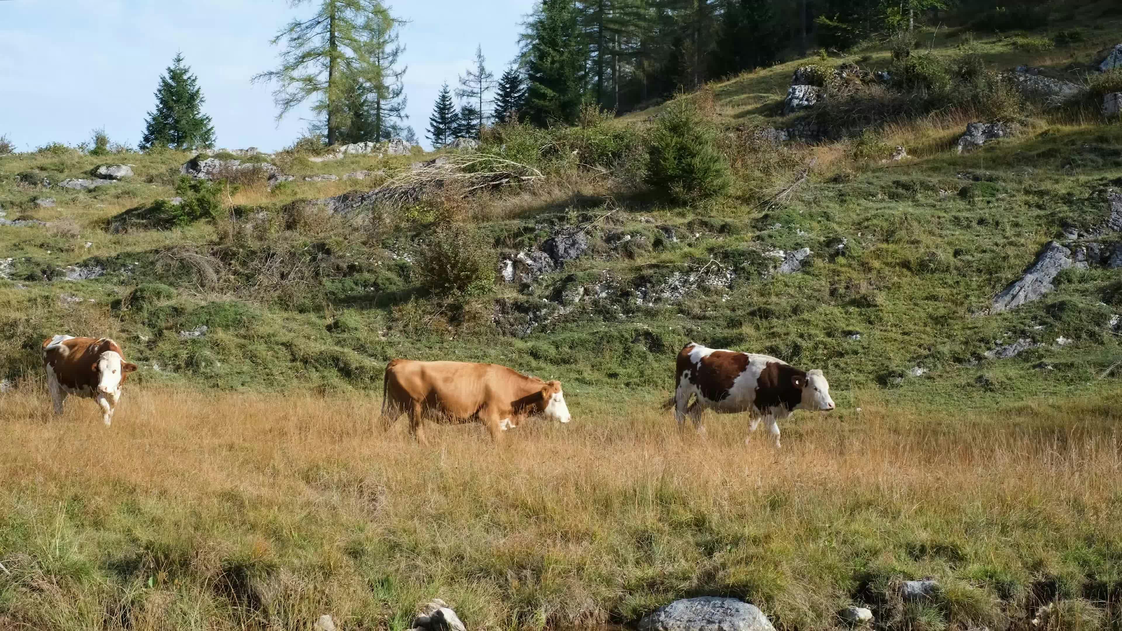 alm-animal-cow-grazing-cows-29457363.jpeg?auto\u003dcompress\u0026cs\u003dtinysrgb\u0026dpr\u003d1\u0026w\u003d500