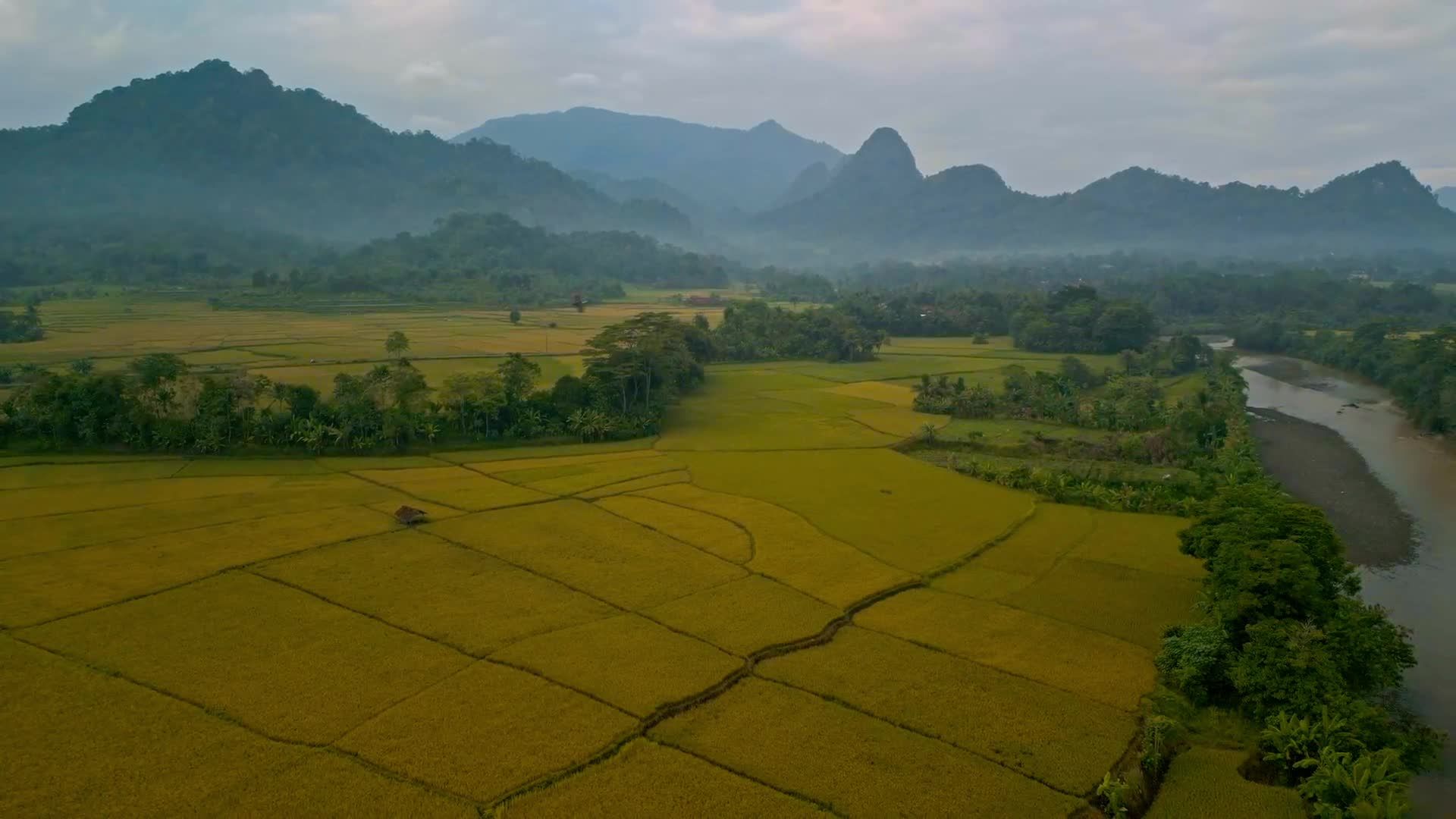 Aerial View of Lush Paddy Fields in Southeast Asia Free Stock Video ...