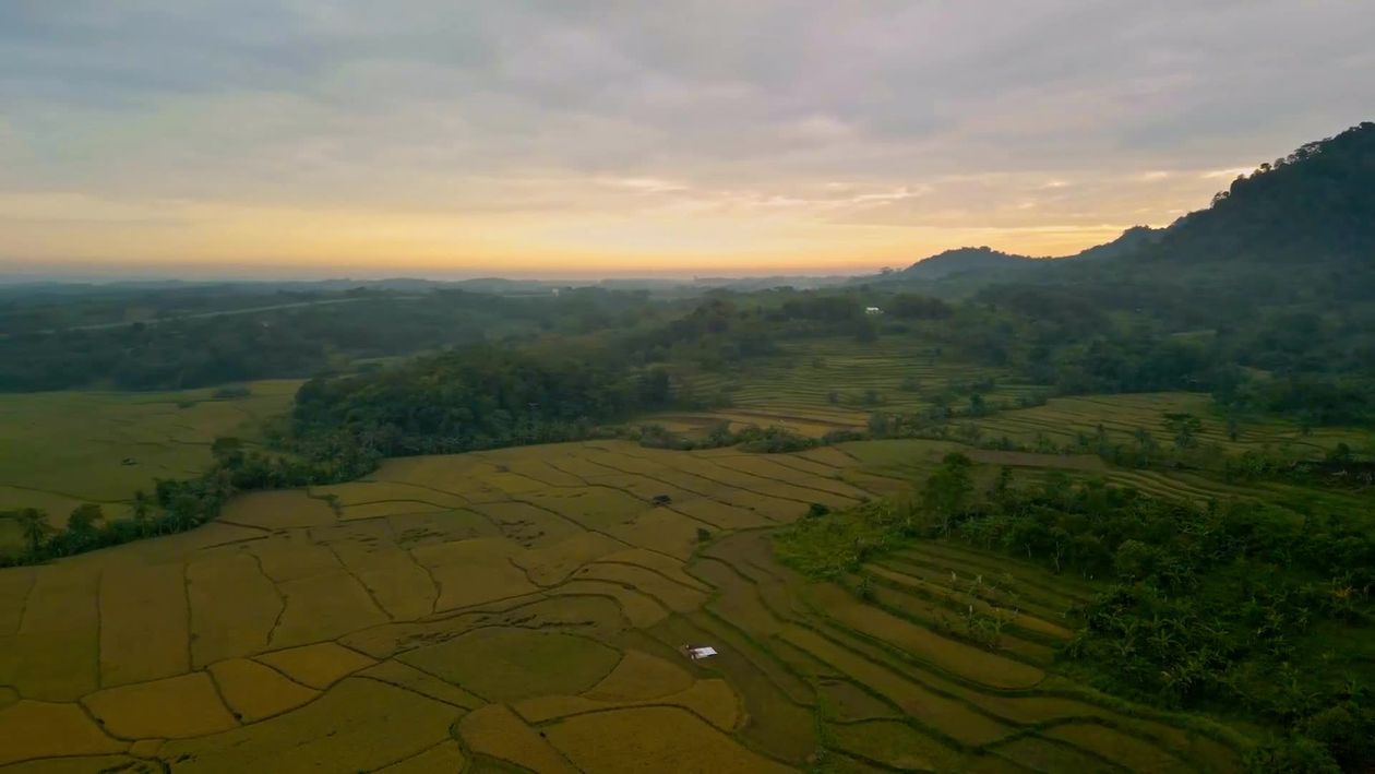Aerial View of Lush Indonesian Paddy Fields Free Stock Video Footage ...