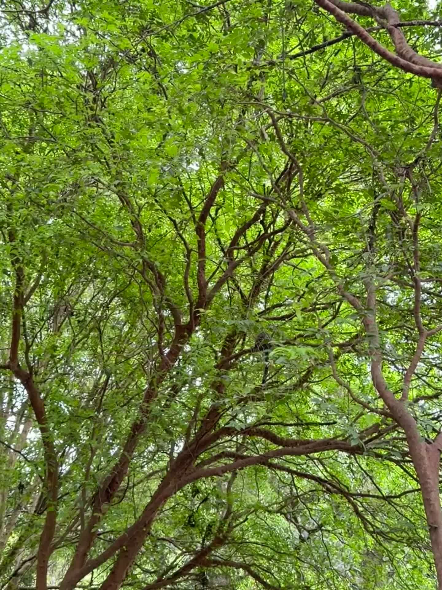 spotted animal resting in lush green tree 29463477 — free pexels stock footage