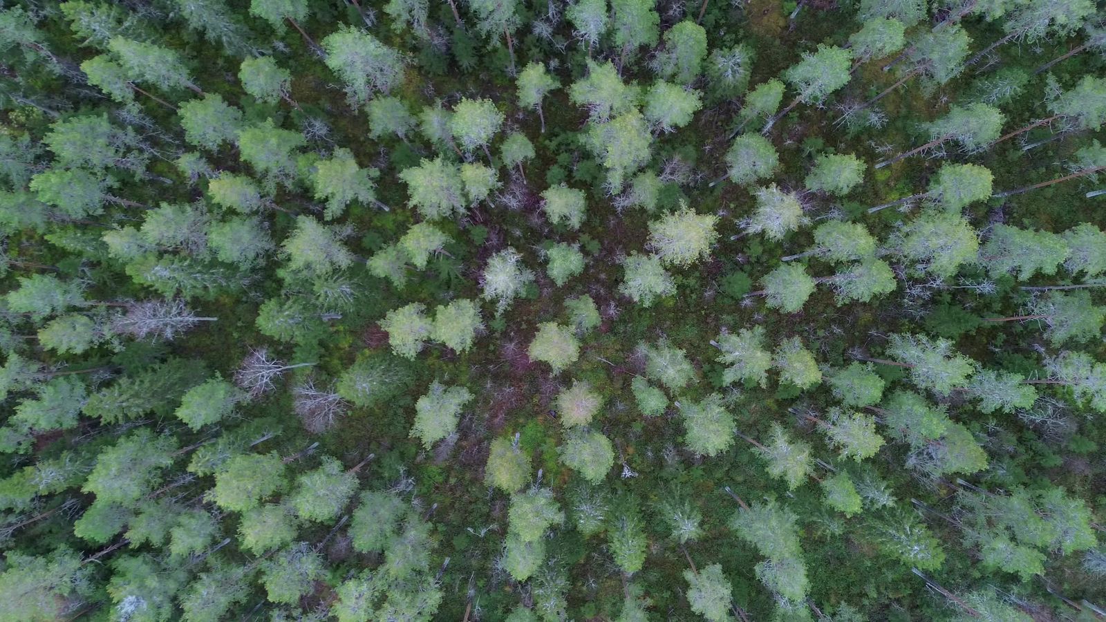 Aerial Drone View of Lush Green Forest Free Stock Video Footage ...