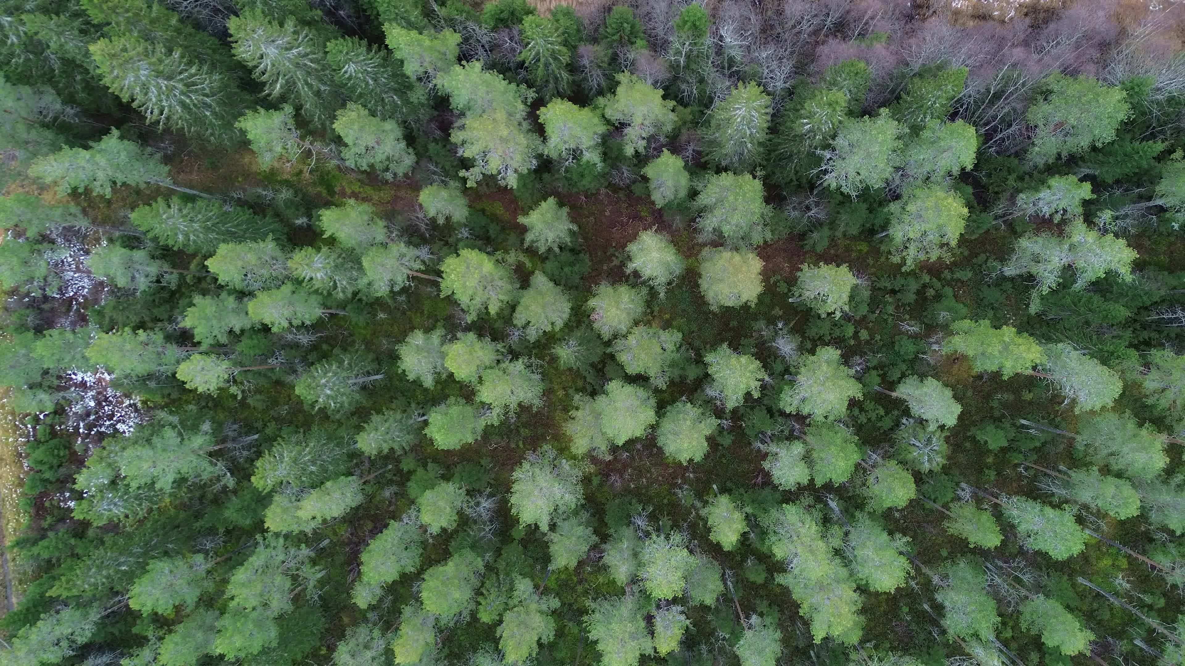 Stunning Aerial View of Lush Green Forest Free Stock Video Footage ...