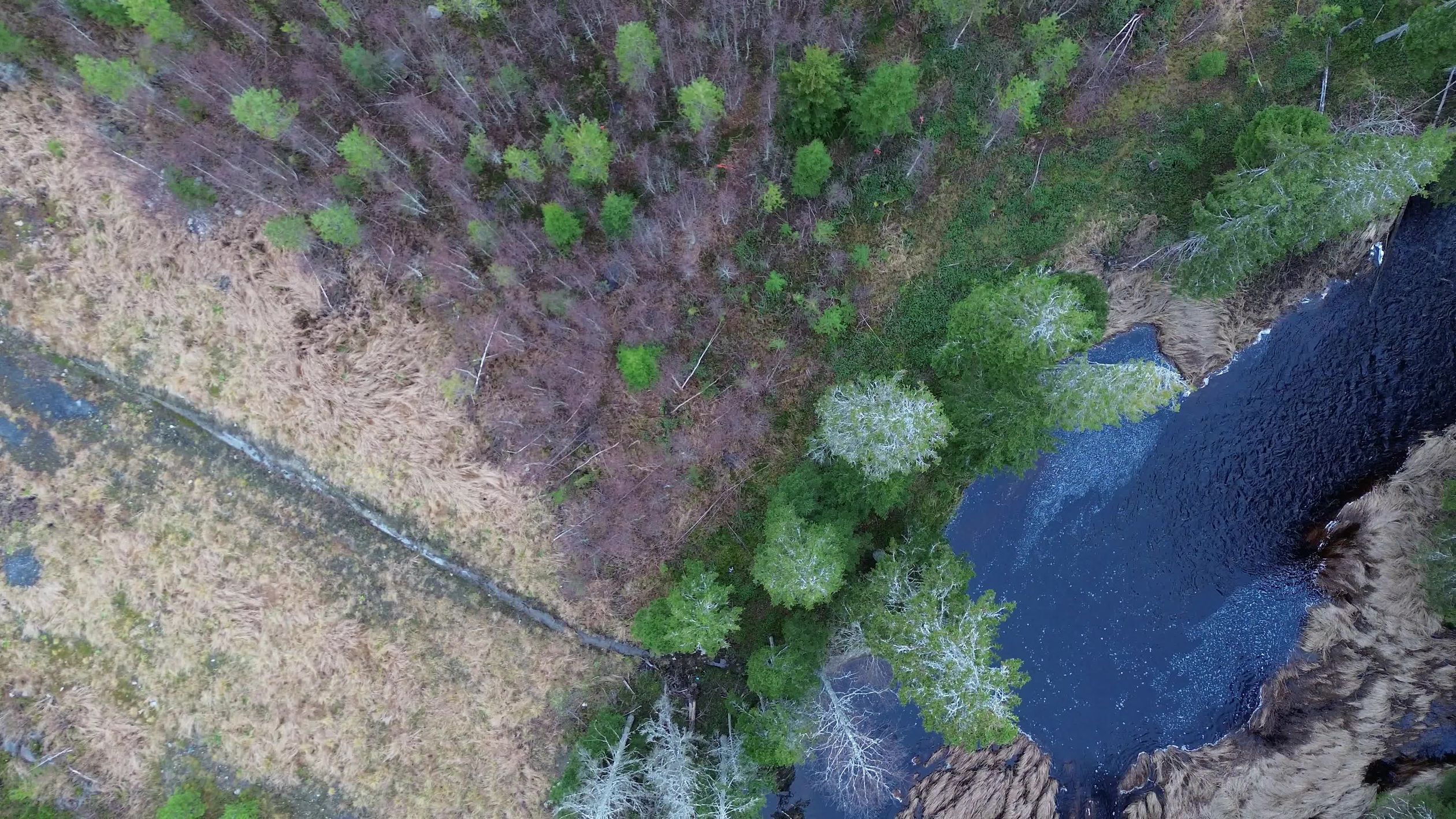 Aerial View of Lush Forest and River Free Stock Video Footage, Royalty ...