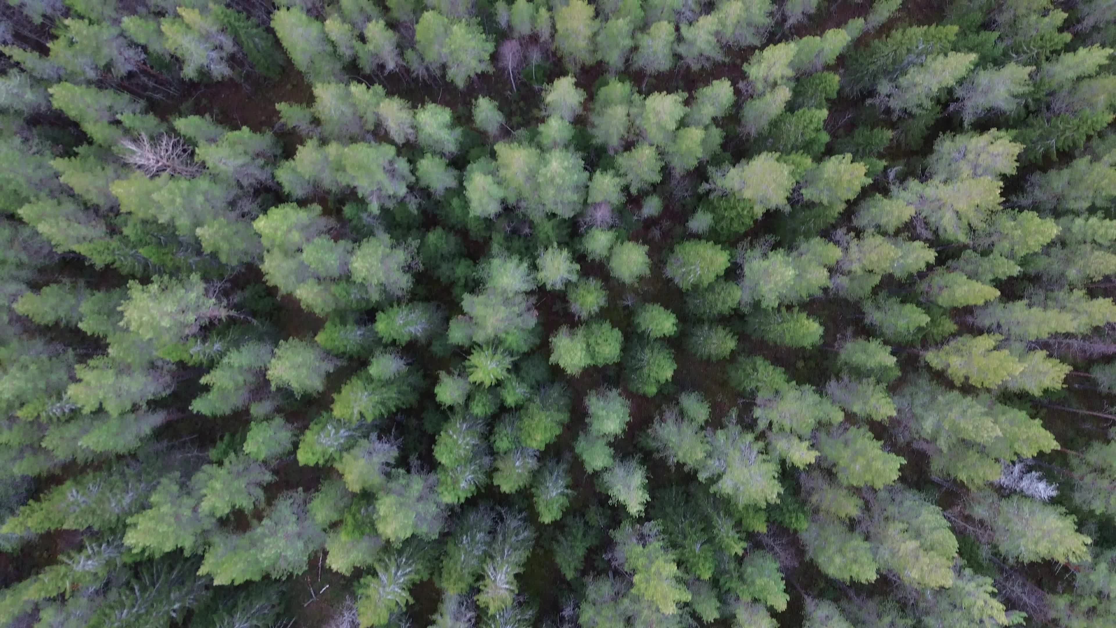 Aerial View of Lush Evergreen Forest in 4K Free Stock Video Footage ...