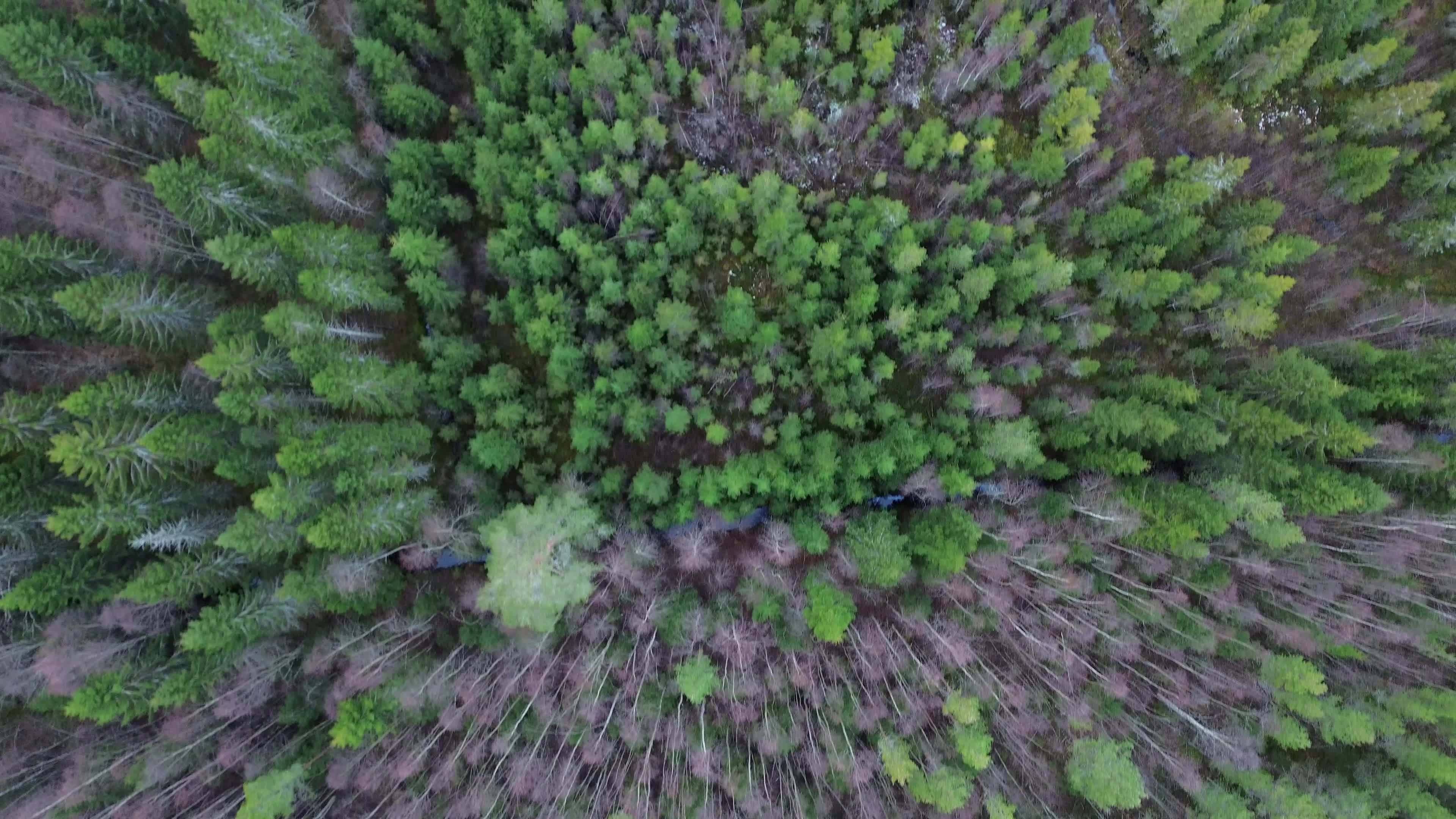 Stunning Aerial View of Lush Green Forest Free Stock Video Footage ...