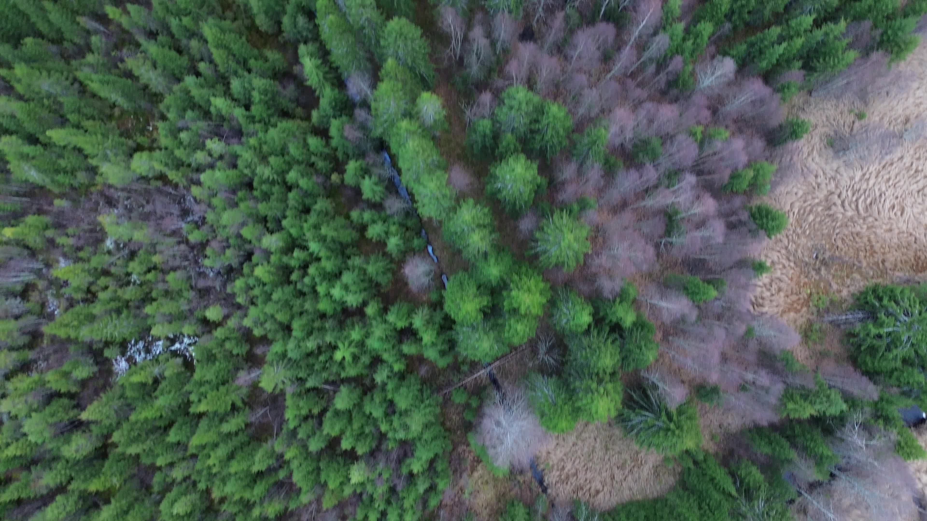 Aerial Drone View of Lush Green Forest Free Stock Video Footage ...