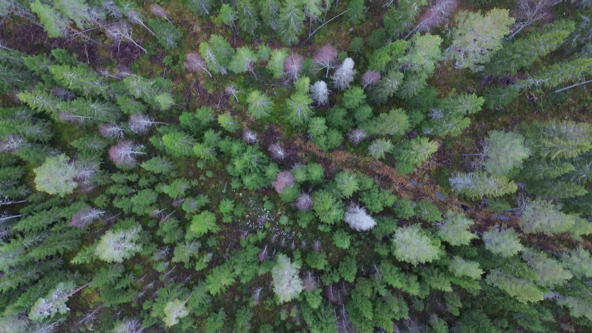 Aerial Drone View of Lush Green Forest Free Stock Video Footage ...