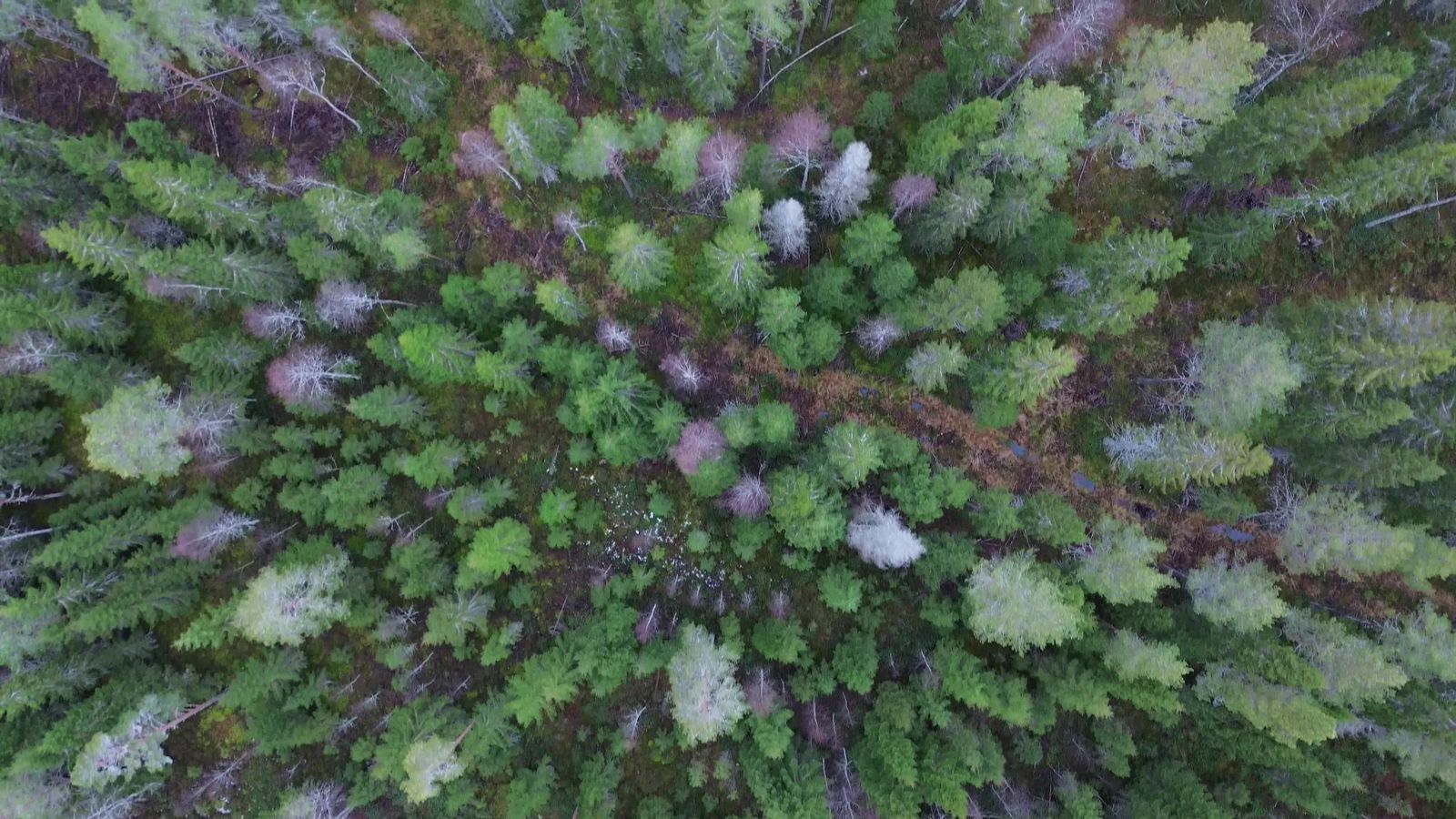 Aerial Drone View of Lush Green Forest Free Stock Video Footage ...