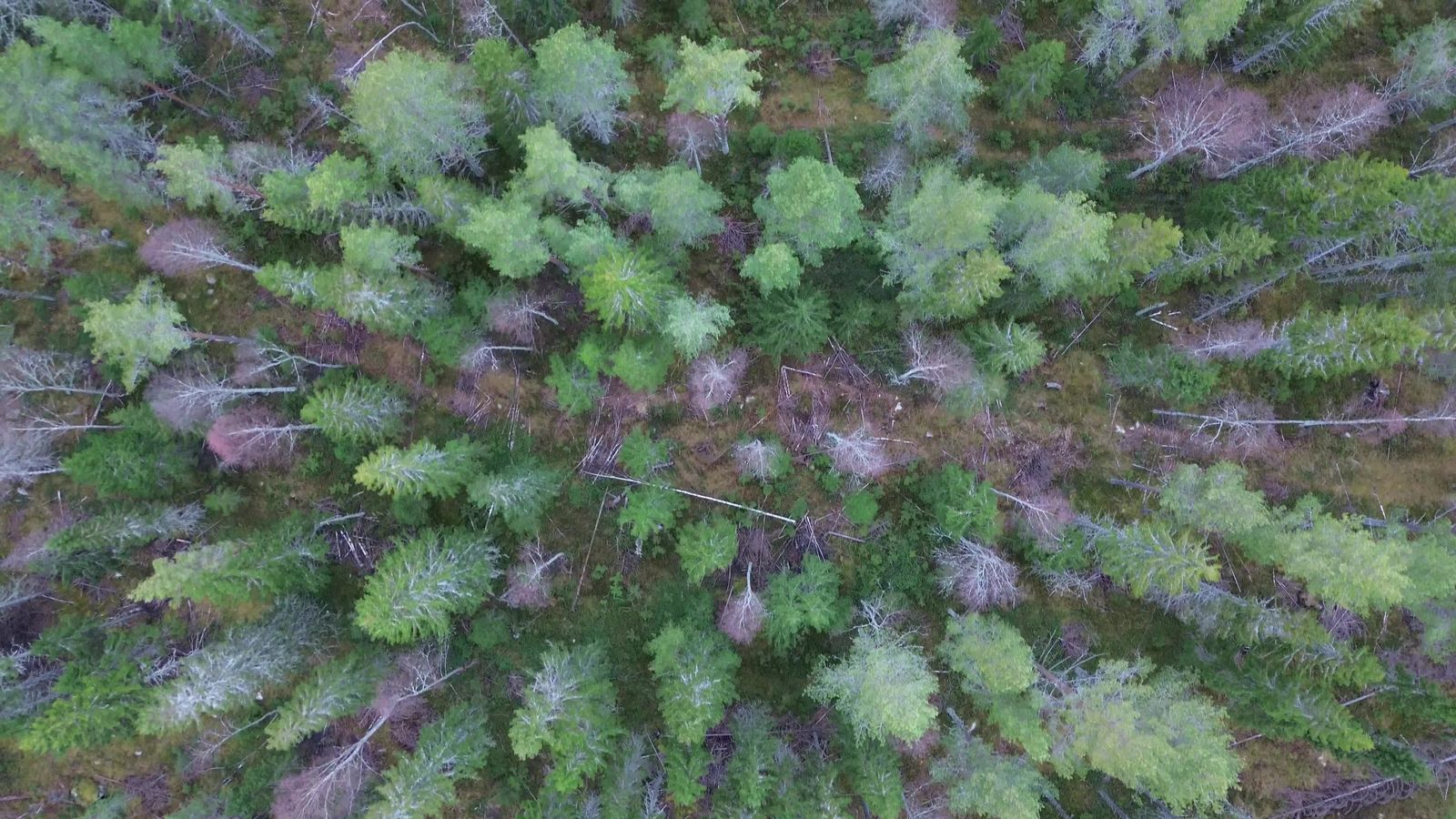 Aerial Drone View of Lush Green Forest Free Stock Video Footage ...