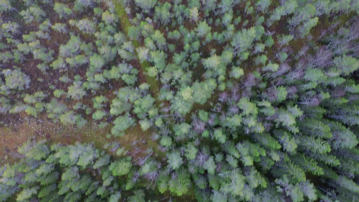 Aerial Drone View of Lush Green Forest Free Stock Video Footage ...