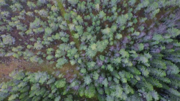 Aerial Drone View of Lush Green Forest Free Stock Video Footage ...
