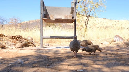 Pollos Que Se Alimentan De Migas De Pan